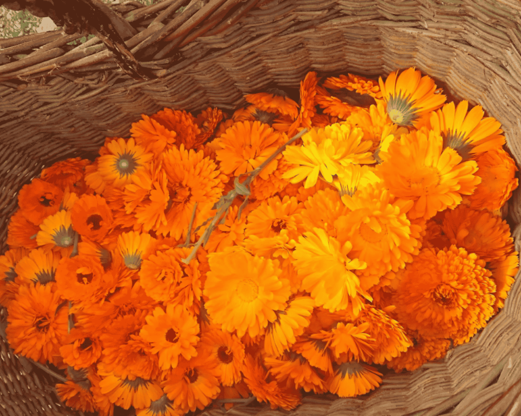Calendula, soin des lèvres