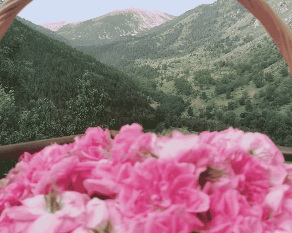Soins naturels pour problèmes de peau. Plantes cultivées et récoltées dans les Pyrénées. Solana, votre herboristerie en ligne !